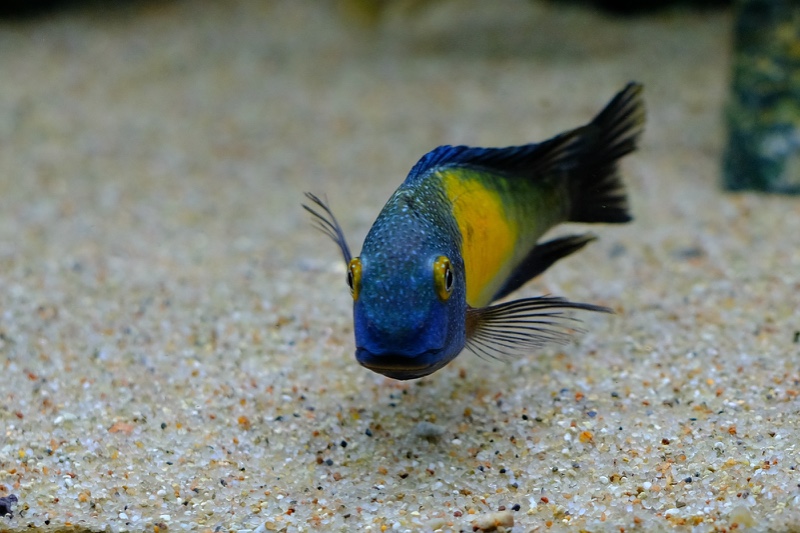 Tropheus moorii 'Kasakalawe'
